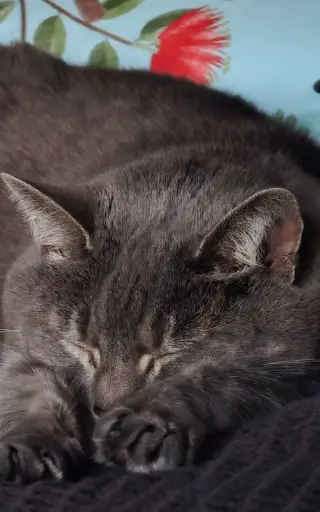 izzy sleeping on a bed